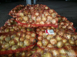 Продам свой лук, огурец урожая 2015 в Овидиополе - <ro>Изображение</ro><ru>Изображение</ru> #2, <ru>Объявление</ru> #1283830