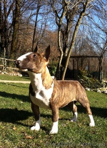 Алиментные щенки бультерьера