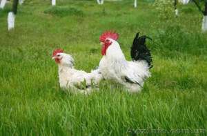 Продам:кур несушек,петухов,цыплят,яйца. - <ro>Изображение</ro><ru>Изображение</ru> #1, <ru>Объявление</ru> #1298417