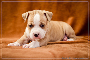 Предлагаю щенков АСТ