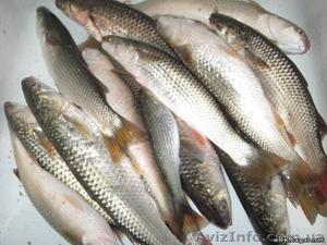 Продам рыбу свежую Пеленгас - <ro>Изображение</ro><ru>Изображение</ru> #1, <ru>Объявление</ru> #1340028