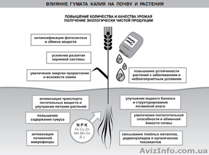Гумат калия биостимулятор роста растений - <ro>Изображение</ro><ru>Изображение</ru> #3, <ru>Объявление</ru> #1336938