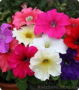 Семена петунии Виртуоз Formula Mixed 1000 драже (Kitano Seeds)