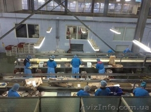Рабочие на рыбный завод. Польша. - <ro>Изображение</ro><ru>Изображение</ru> #1, <ru>Объявление</ru> #1354354