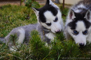 Сибирский хаски щенки.
