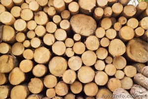 Лес –кругляк из хвойных пород дерева (пиловочник сосны)