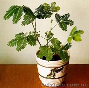 Продам Мимозу Стыдливую - растение, которое двигается - <ro>Изображение</ro><ru>Изображение</ru> #2, <ru>Объявление</ru> #1457257