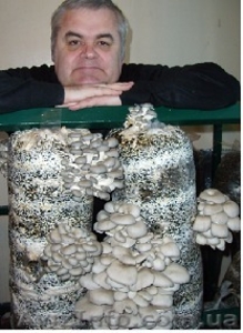 Выращивание грибов у себя дома на даче, на производстве. - <ro>Изображение</ro><ru>Изображение</ru> #1, <ru>Объявление</ru> #1460564