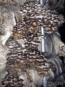 Выращивание грибов у себя дома на даче, на производстве. - <ro>Изображение</ro><ru>Изображение</ru> #6, <ru>Объявление</ru> #1460564
