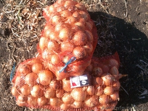 Лук, морковь, свекла от производителя - <ro>Изображение</ro><ru>Изображение</ru> #1, <ru>Объявление</ru> #1473114