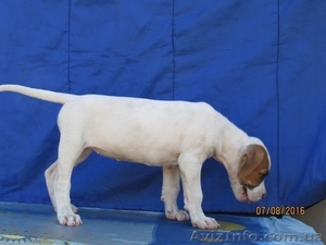 Продается щенок американского бульдога - <ro>Изображение</ro><ru>Изображение</ru> #2, <ru>Объявление</ru> #1488553
