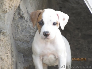 Продается щенок американского бульдога - <ro>Изображение</ro><ru>Изображение</ru> #3, <ru>Объявление</ru> #1488553