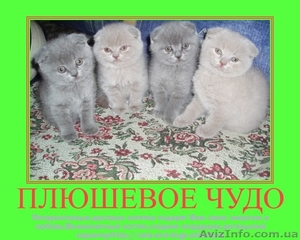 Британские и вислоухие котята. - <ro>Изображение</ro><ru>Изображение</ru> #2, <ru>Объявление</ru> #34602
