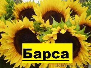  насіння соняшнику - Барса (112 – 116 дн) 