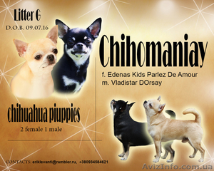 Продам чудесного щенка чихуахуа - <ro>Изображение</ro><ru>Изображение</ru> #3, <ru>Объявление</ru> #1499687