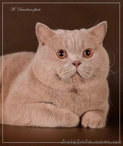элитных британских котят - <ro>Изображение</ro><ru>Изображение</ru> #4, <ru>Объявление</ru> #1486538