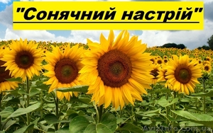 Соняшникове насіння гібриду  – «Сонячний настрій», стійкий  до Гранстару - <ro>Изображение</ro><ru>Изображение</ru> #1, <ru>Объявление</ru> #1500780