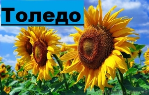 Насіння соняшнику гібриду Толедо (106 - 109 дн.) толерантний до гранст - <ro>Изображение</ro><ru>Изображение</ru> #1, <ru>Объявление</ru> #1500779