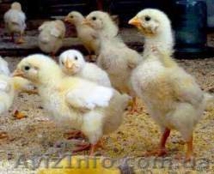 недельные цыплята - <ro>Изображение</ro><ru>Изображение</ru> #1, <ru>Объявление</ru> #1546047