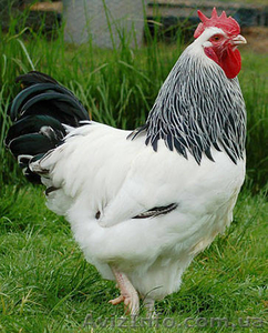 цыплята серебристый адлер - <ro>Изображение</ro><ru>Изображение</ru> #1, <ru>Объявление</ru> #1543543