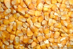 Продам пшеницу,кукурузу - <ro>Изображение</ro><ru>Изображение</ru> #1, <ru>Объявление</ru> #1502900
