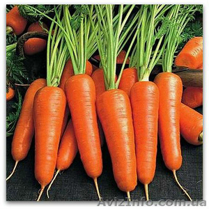 Продам свеклу (300 т) и морковь (400 т), производитель. - <ro>Изображение</ro><ru>Изображение</ru> #2, <ru>Объявление</ru> #1582546