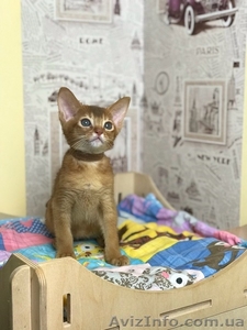 Абиссинские котята  продажа - <ro>Изображение</ro><ru>Изображение</ru> #1, <ru>Объявление</ru> #1602835