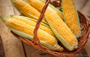 Закупка кукурузы у производителей по всей Украине, дорого - <ro>Изображение</ro><ru>Изображение</ru> #1, <ru>Объявление</ru> #1610712