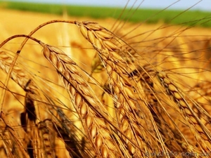Закупка пшеницы (2, 3, 6 класс) у производителей по всей Украине, дорого - <ro>Изображение</ro><ru>Изображение</ru> #1, <ru>Объявление</ru> #1610693