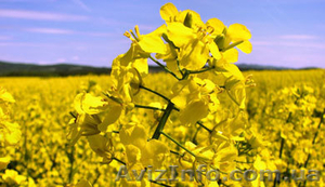 Закупка рапса с ГМО и без у производителей по всей Украине, дорого - <ro>Изображение</ro><ru>Изображение</ru> #1, <ru>Объявление</ru> #1610715