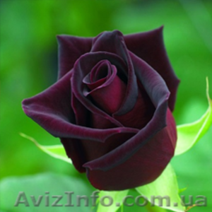Саженцы розы Блек Баккара - <ro>Изображение</ro><ru>Изображение</ru> #1, <ru>Объявление</ru> #1610848