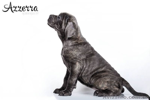 Cane Corso puppies for sale!!!  - <ro>Изображение</ro><ru>Изображение</ru> #8, <ru>Объявление</ru> #1618162