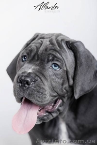 Cane Corso puppies for sale!!!  - <ro>Изображение</ro><ru>Изображение</ru> #1, <ru>Объявление</ru> #1618162