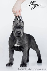 Cane Corso puppies for sale!!!  - <ro>Изображение</ro><ru>Изображение</ru> #6, <ru>Объявление</ru> #1618162