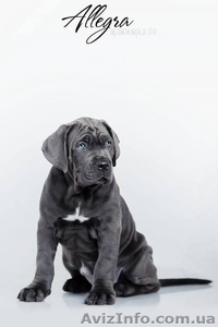 Cane Corso puppies for sale!!!  - <ro>Изображение</ro><ru>Изображение</ru> #4, <ru>Объявление</ru> #1618162