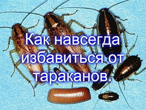 Научу как навсегда избавиться от тараканов. Открою секрет почти даром - <ro>Изображение</ro><ru>Изображение</ru> #1, <ru>Объявление</ru> #1653579