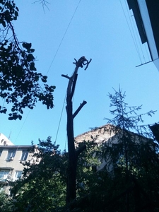 100% аккуратно спилить дерево любой сложности в Одессе - <ro>Изображение</ro><ru>Изображение</ru> #1, <ru>Объявление</ru> #1671165