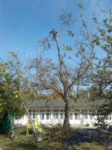 100% аккуратно спилить дерево любой сложности в Одессе - <ro>Изображение</ro><ru>Изображение</ru> #3, <ru>Объявление</ru> #1671165