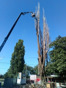100% аккуратно спилить дерево любой сложности в Одессе - <ro>Изображение</ro><ru>Изображение</ru> #5, <ru>Объявление</ru> #1671165