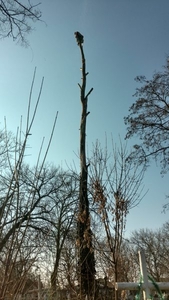Спилить дерево любой сложности в Одессе - 100% аккуратно - <ro>Изображение</ro><ru>Изображение</ru> #4, <ru>Объявление</ru> #1672065