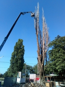Спилим дерево любой сложности в Одессе. На 100% аккуратно - <ro>Изображение</ro><ru>Изображение</ru> #1, <ru>Объявление</ru> #1672617