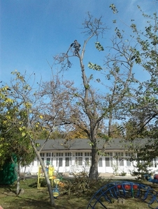 Спилим дерево любой сложности в Одессе. На 100% аккуратно - <ro>Изображение</ro><ru>Изображение</ru> #3, <ru>Объявление</ru> #1672617