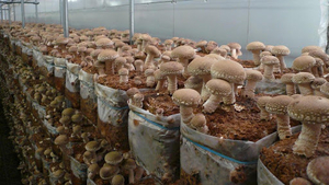 Продам Белый гриб сушеный - <ro>Изображение</ro><ru>Изображение</ru> #6, <ru>Объявление</ru> #1681975