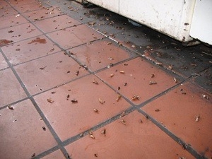 Уничтожение тараканов, блох, клопов, крыс и мышей. - Изображение #3, Объявление #1663810