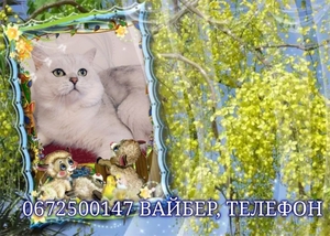 Серебристо шиншилловые котята. - <ro>Изображение</ro><ru>Изображение</ru> #8, <ru>Объявление</ru> #1720501