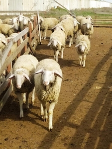 Продаются племенные овцы, Лиманское - <ro>Изображение</ro><ru>Изображение</ru> #1, <ru>Объявление</ru> #1735379
