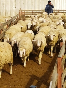 Продаются племенные овцы, Лиманское - <ro>Изображение</ro><ru>Изображение</ru> #2, <ru>Объявление</ru> #1735379