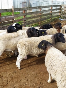 Продаются племенные овцы, Лиманское - <ro>Изображение</ro><ru>Изображение</ru> #4, <ru>Объявление</ru> #1735379