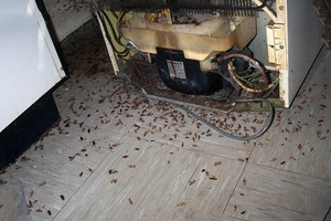 Уничтожение тараканов, блох, клопов, мышей и крыс. - <ro>Изображение</ro><ru>Изображение</ru> #4, <ru>Объявление</ru> #1736021