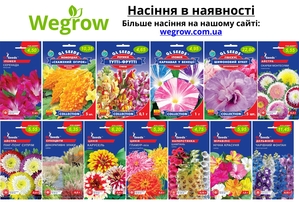 Магазин насіння Wegrow - <ro>Изображение</ro><ru>Изображение</ru> #10, <ru>Объявление</ru> #1735310